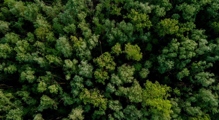 Bosque